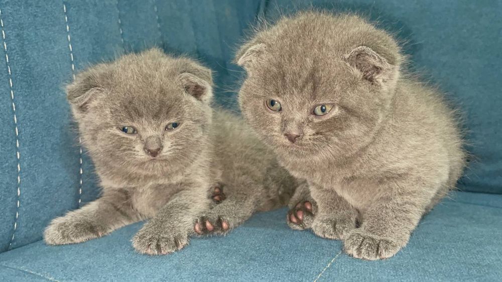 Продаем котят (девочки и мальчики)