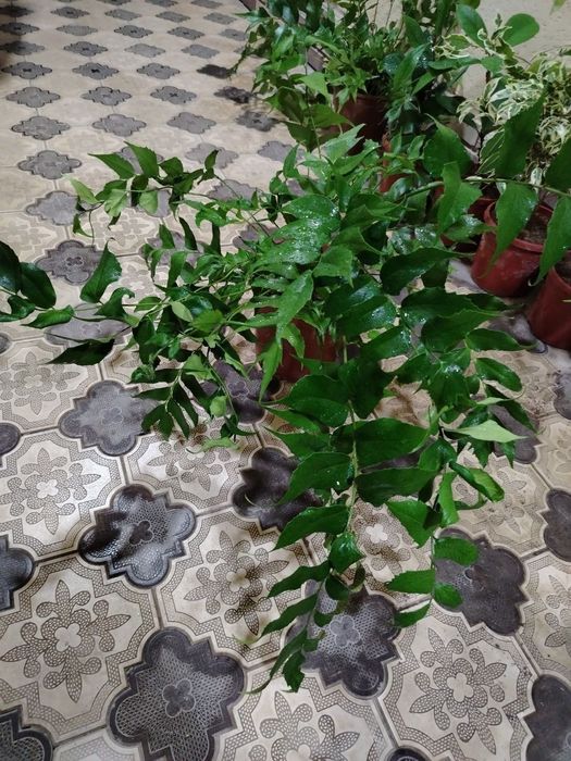 Комнатные цветы, растение, Гуллар, гул, Gul, Honaki gullar