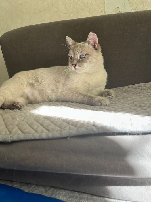 Коты Аксу бесплатно