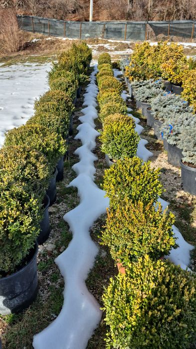Plante  tuia  maslin  copaci