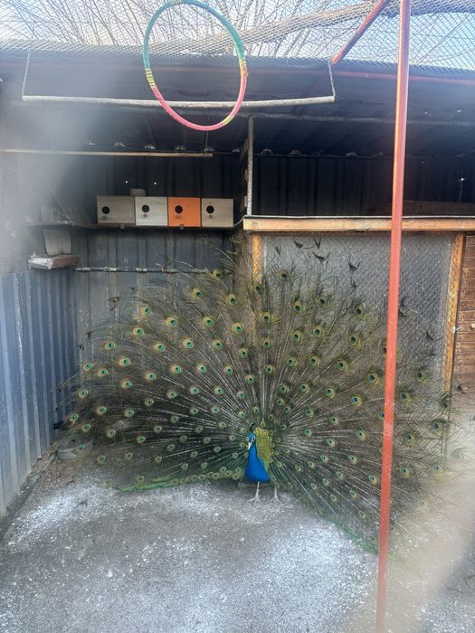 Продават се пауни,папагали