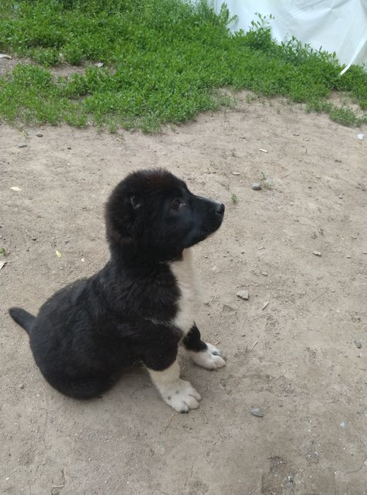 Продам Алабая девочку