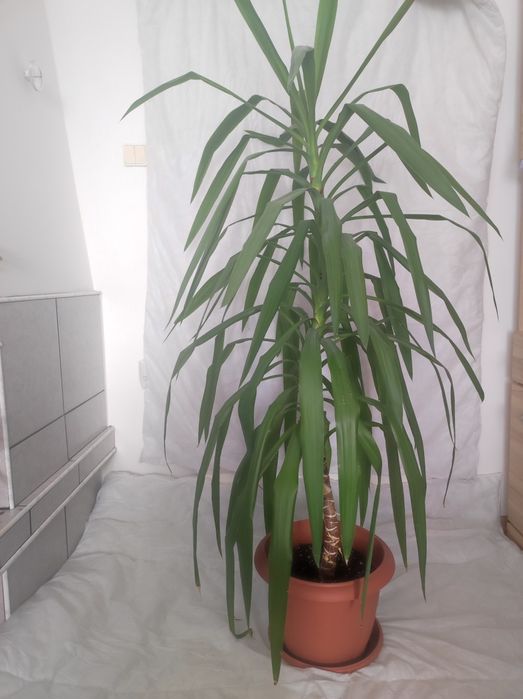 Големи стайни растения- Юка