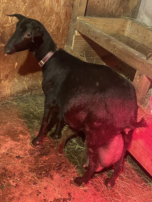 Țăpișor murciano granadina si unul saanen