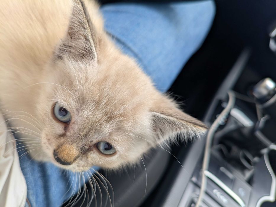 Котята ищут хороших хозяев