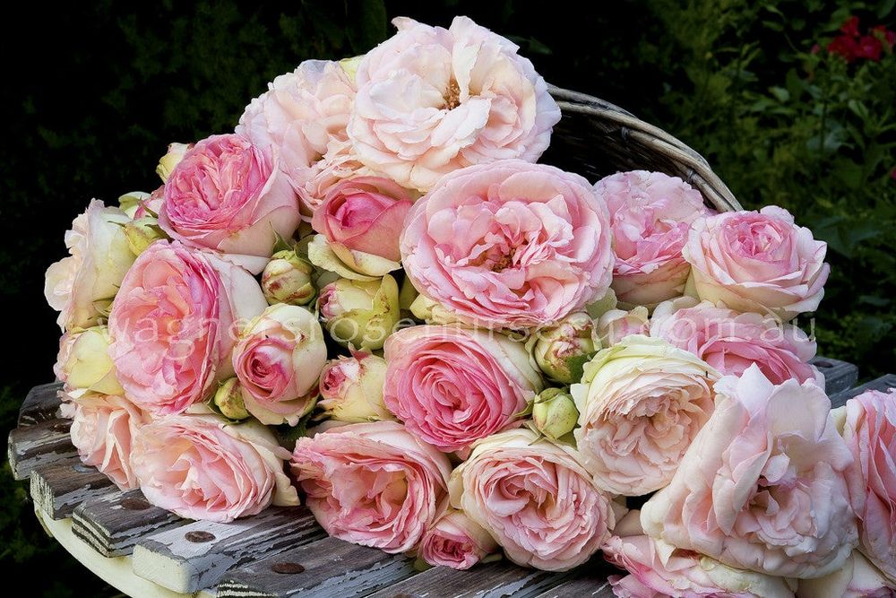 Trandafir Catarator piramidal  Il nome della Rosa ( ghiveci Toscana