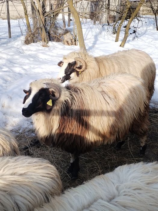 Noatine, caută alt stăpân.
