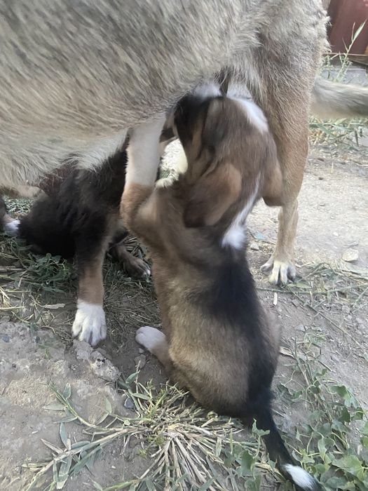 Щенята в добрые руки
