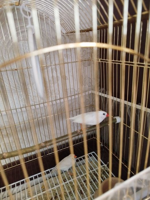 Продам амадинов, мальчика и девочку