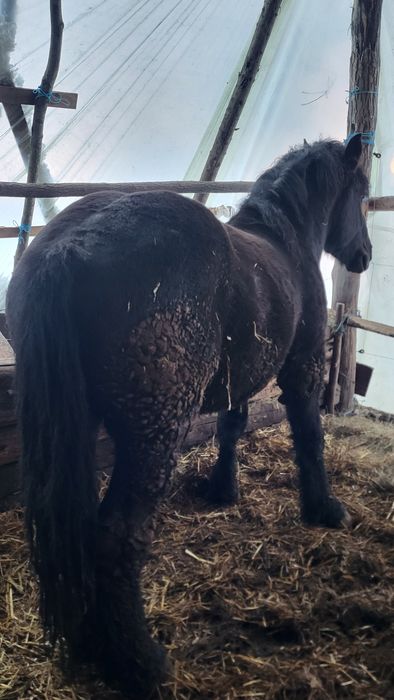 Vând mânz negru greu