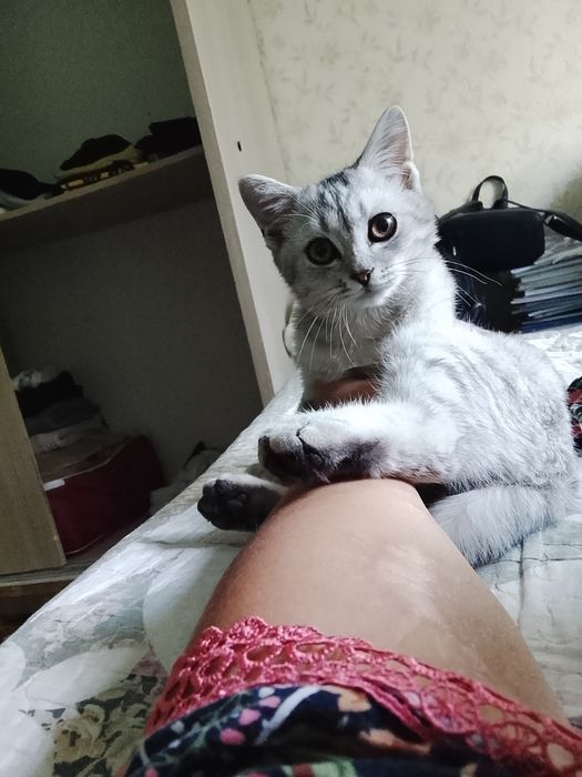 Продается кот умный породистый