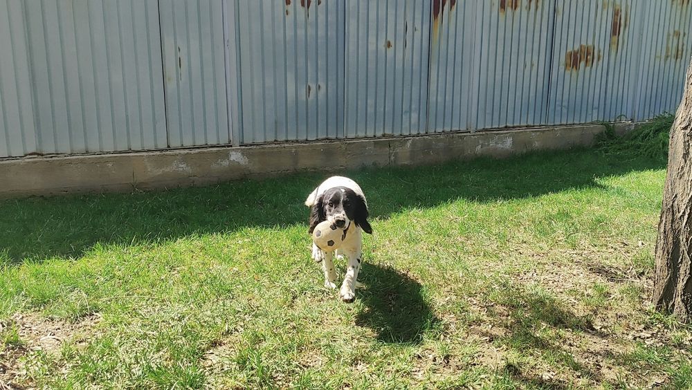 Продам щенка Спаниеля