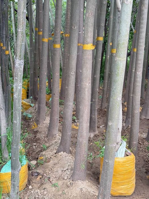 Павлония кучатлари бор.