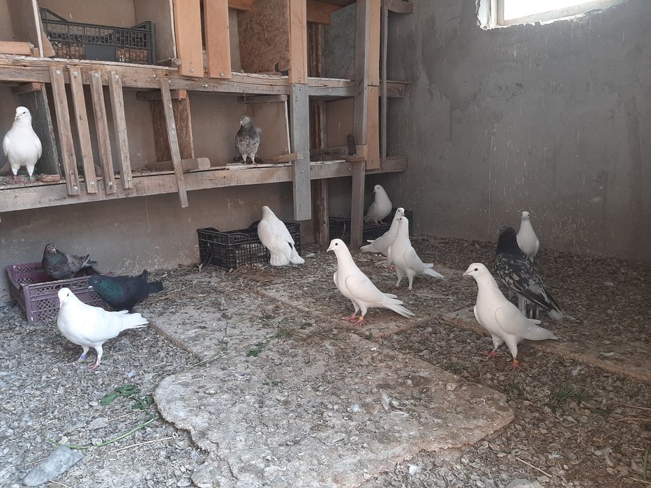 Широкохвостые Голубий продаётся