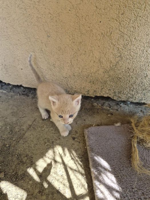 Pisicute spre adoptie