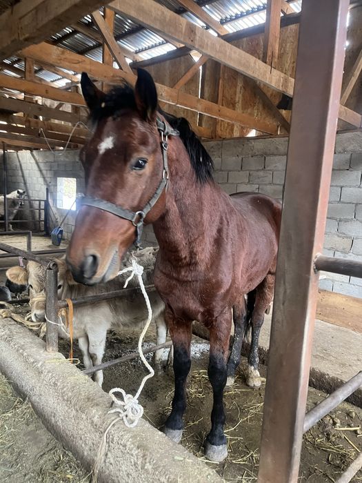 Продам жеребца  обучегый