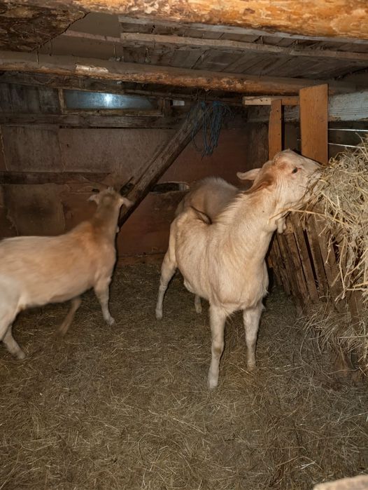 Vând țapi Sura Mare