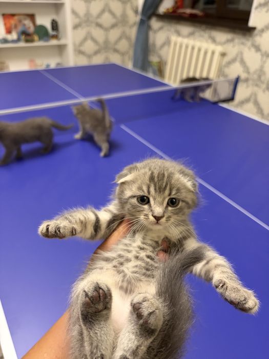 Шотландские котята