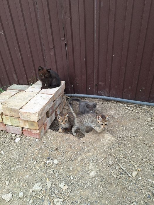 Котята отдам даром