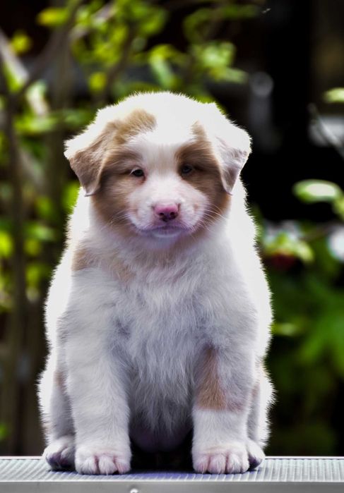 Ciobanesc Australian Pui cu pedigree