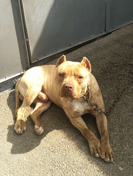 Вязка. Сильный питбуль (кубинец)