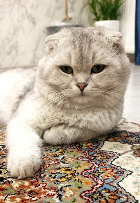 Sotiladi: Scottish fold
