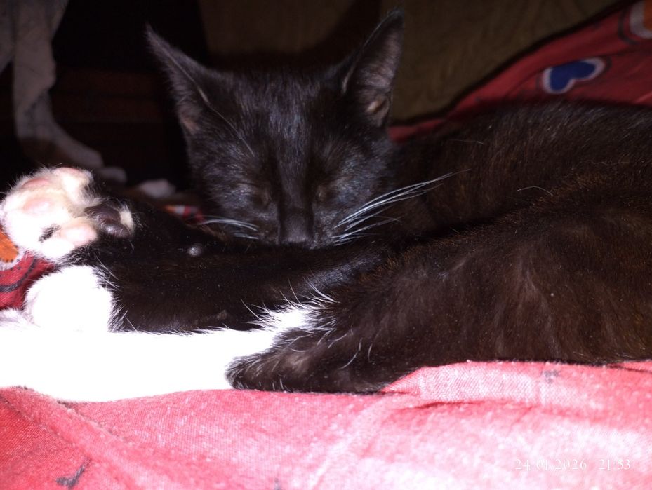 Отдам домашню кошечку