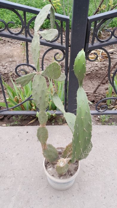 продается цветы опунция кактусы