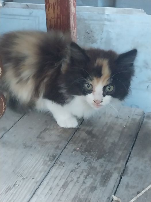 Котик уличный , 2- 2.5 месяца.