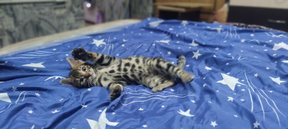 Продаются бенгальские котята