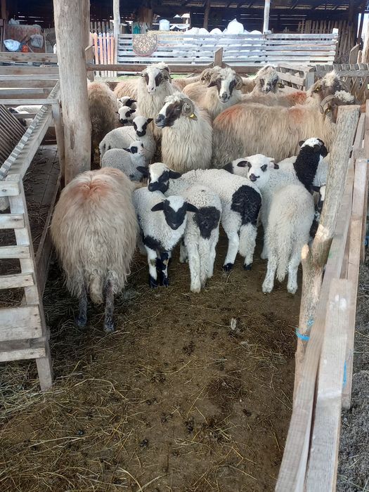 Oi breze turcane cu miei