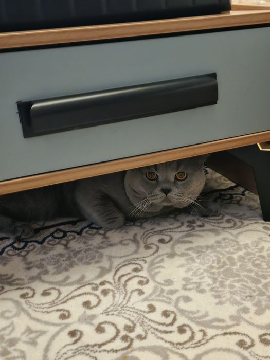 Вязкага эркак мушук