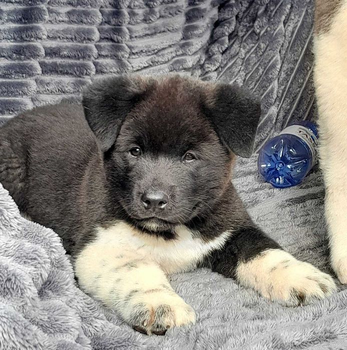 Плюшевые щенки акиты