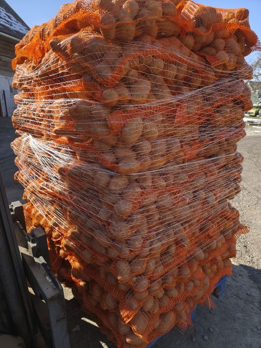 Cartofi de consum Paradiso