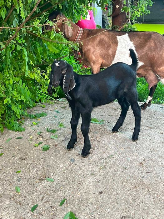 Animale capre anglonubiene