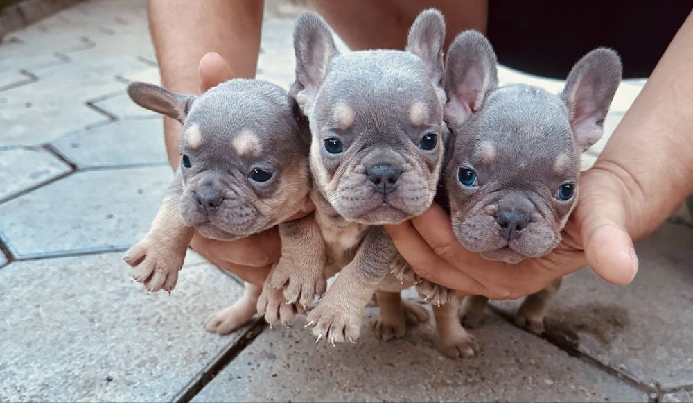 Френски булдог; Frenchies