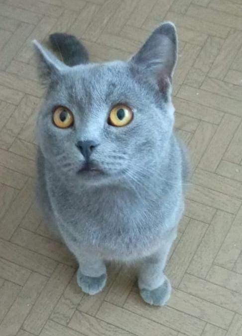 Котик в самые любящие руки