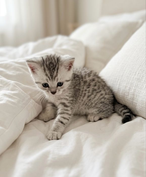 Продам Шотланских Котят