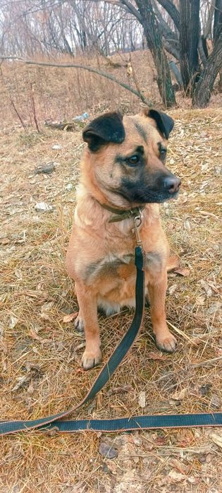 Собака в свой дом