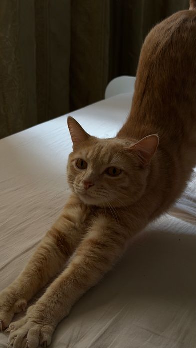 Отдам кота в добрые руки