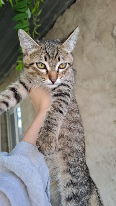 Отдам в хорошие руки котят