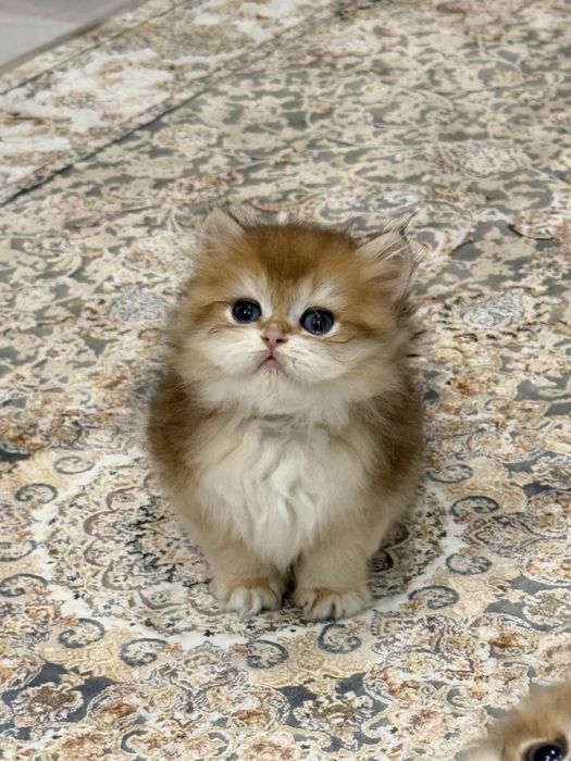 На продаже золотая шиншилла девочка