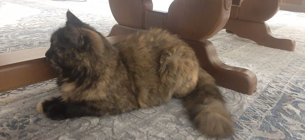 Кошка кошка кошка