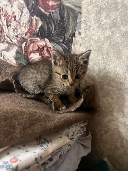 Отдам котенка бесплатно