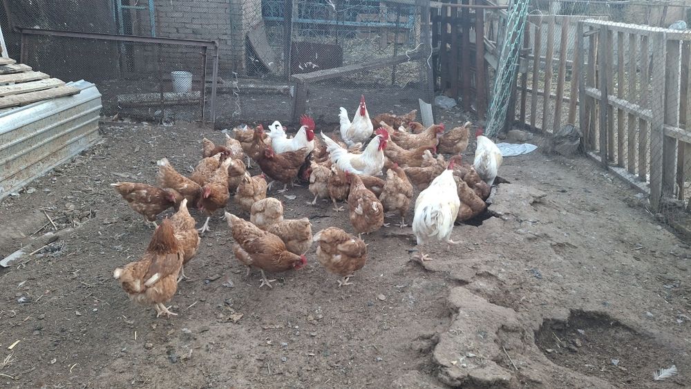 Икубатир жумыртқа