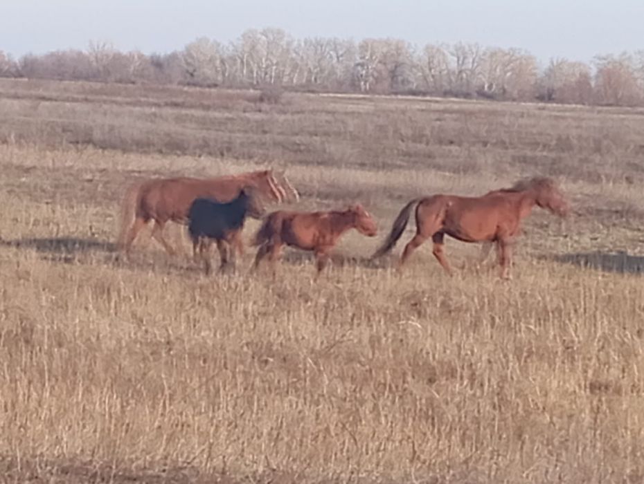 Биелер сатылады соғымға