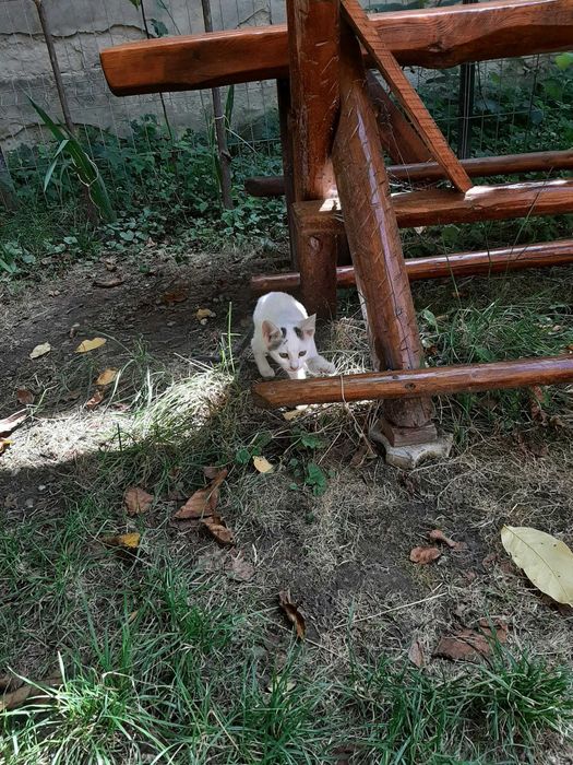Salvati puiuti de pisica abandonati pe camp !