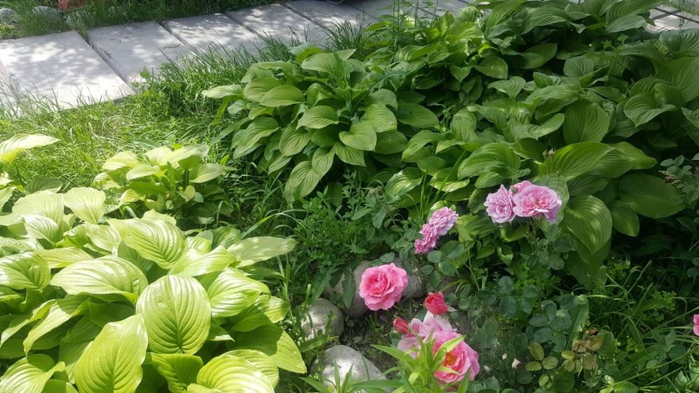 Участок с домом 22 сотки