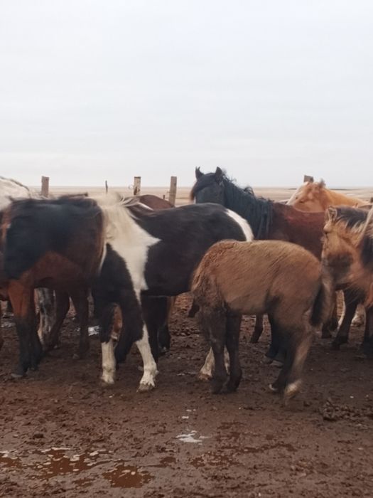 Продам кобылу с жеребёноком