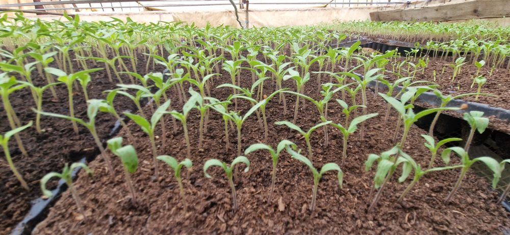 Răsad roșii Prekos,Paris si Riana